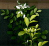 Orangen Jasmin